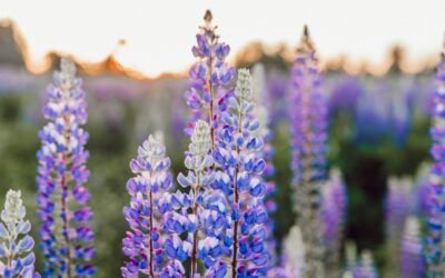 massage bij stress: breng hoofd en lichaam tot rust